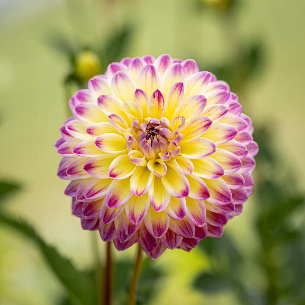 Dahlia 'Hapet Daydream'